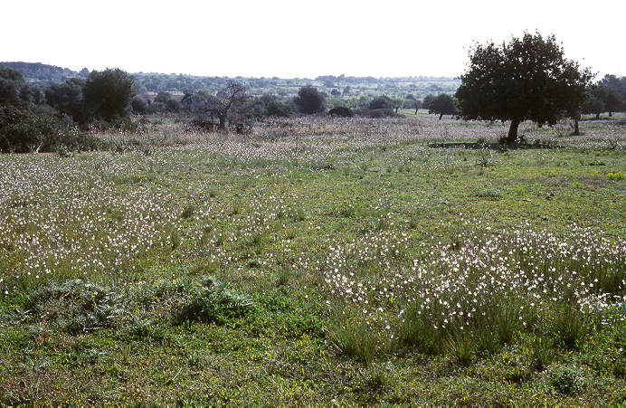 Frühling auf Mallorca