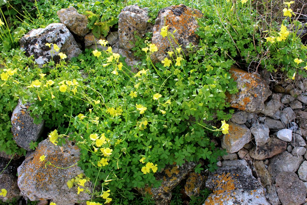 Frühling auf Mallorca