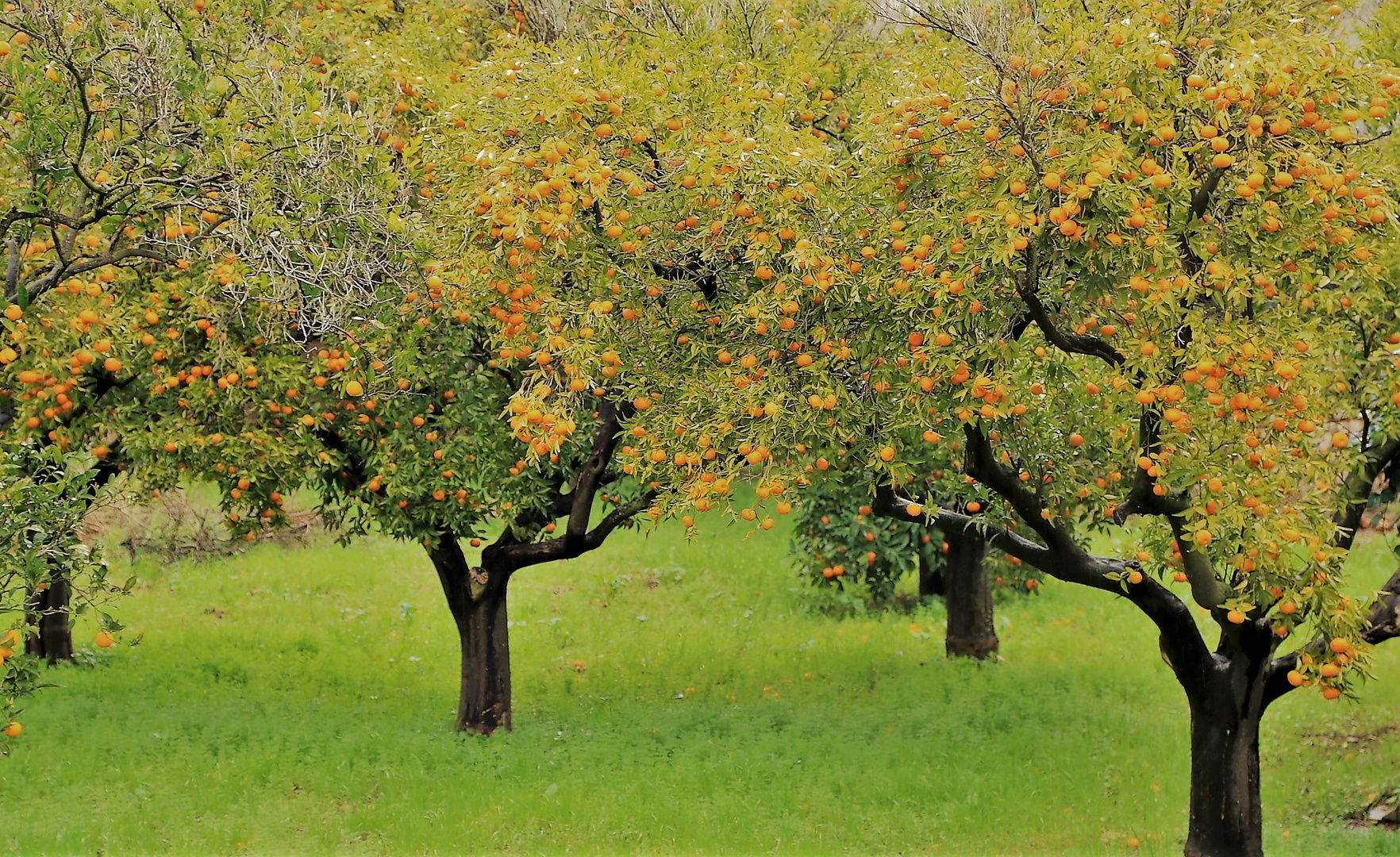 Frühling auf Mallorca