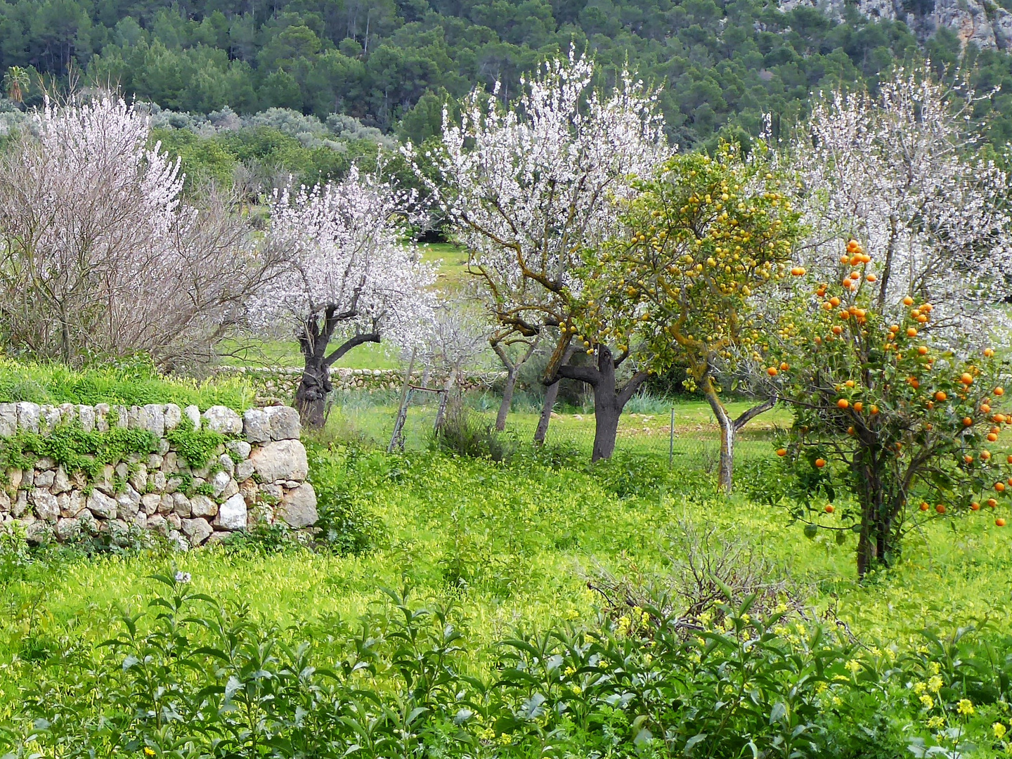 Frühling auf Mallorca