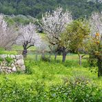 Frühling auf Mallorca