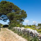 Frühling auf Mallorca