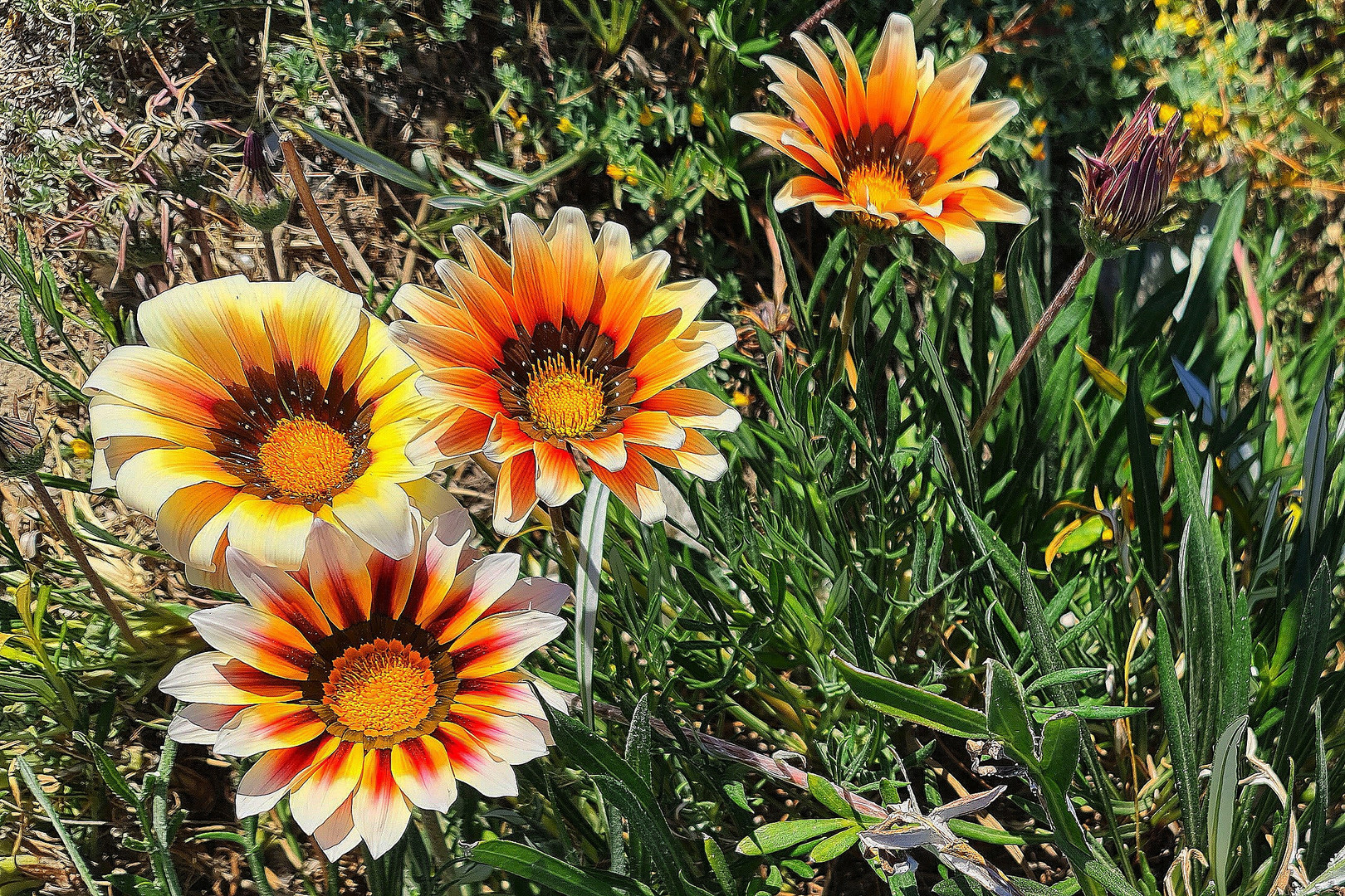 Frühling auf Mallorca