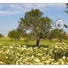 Frühling auf Mallorca