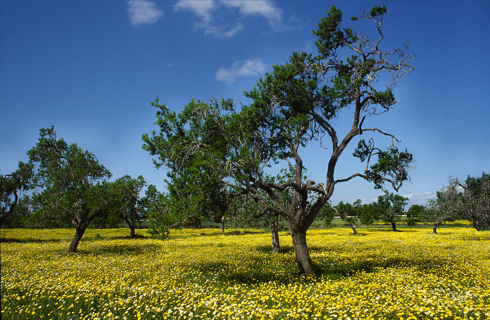 Frühling auf Mallorca