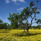 Frühling auf Mallorca