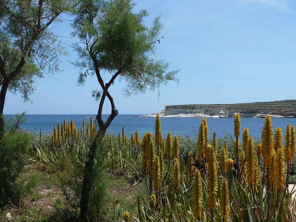 Frühling auf Malta von KarinHP