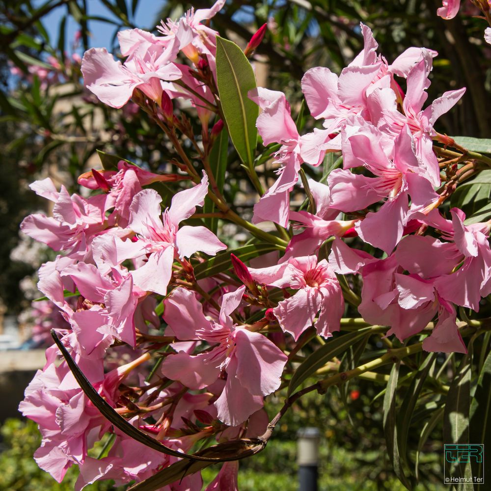 Frühling auf Malta