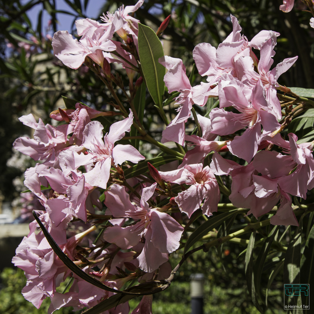 Frühling auf Malta