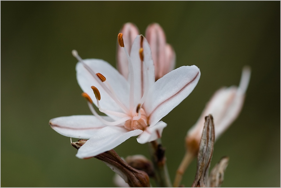 Frühling auf Malta