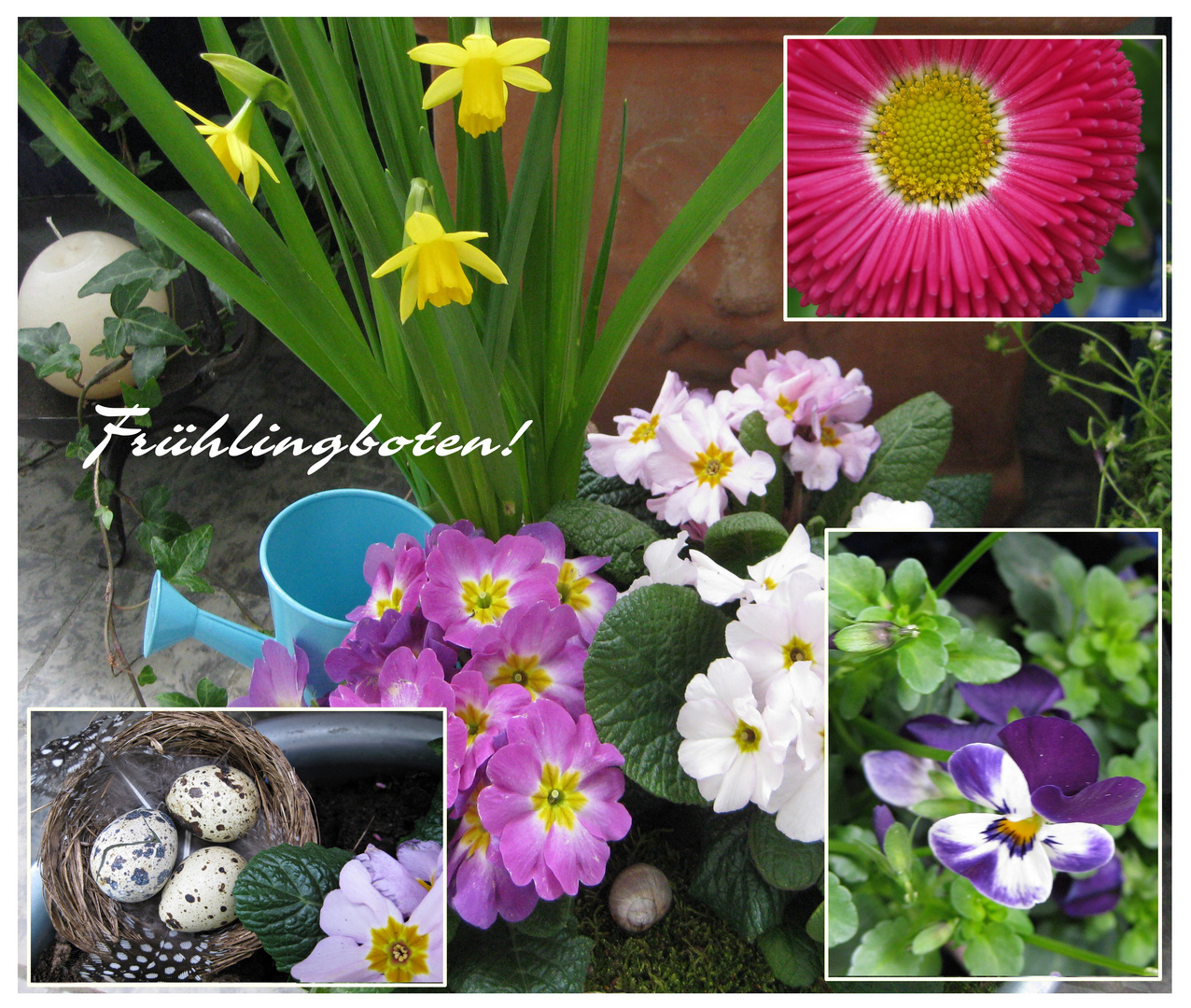 Frühling auf meinem Balkon!