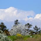 Frühling auf Mönchgut