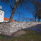 Frühling auf Öland II