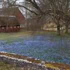 Frühling auf Öland III