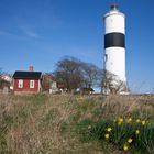 Frühling auf Öland IV