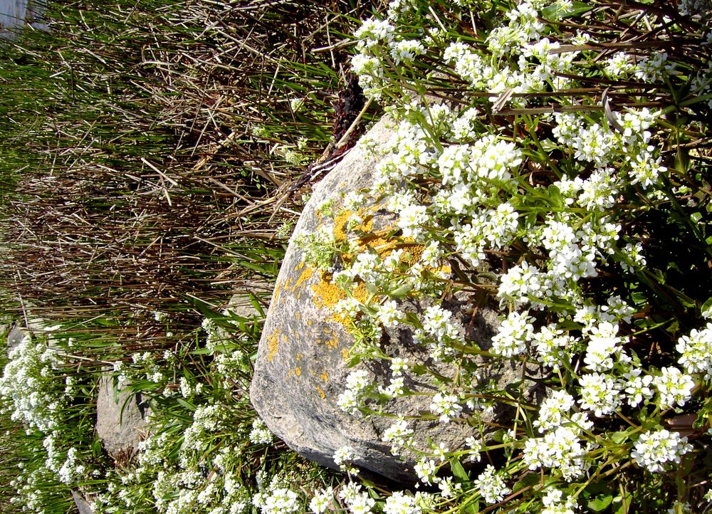 Frühling auf Poel von Gita Puzeckaite 