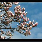 Frühling auf Reichenau 2011 #2