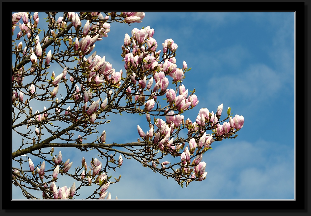 Frühling auf Reichenau 2011 #2