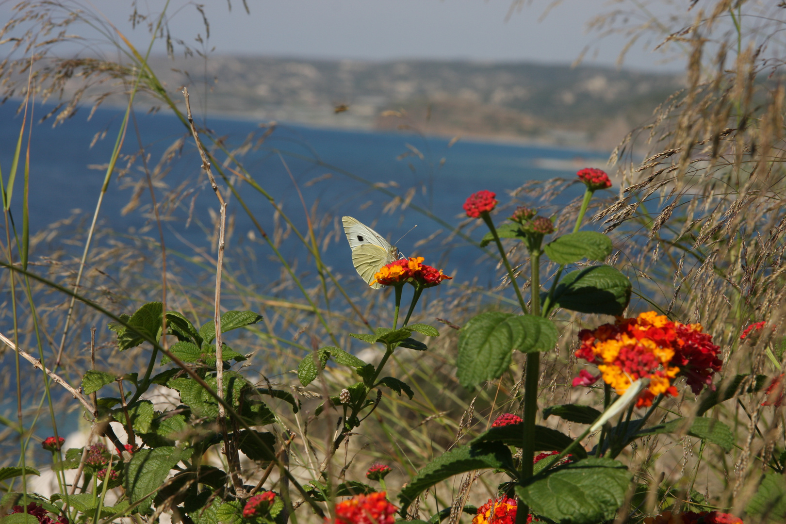 Frühling auf Rhodos