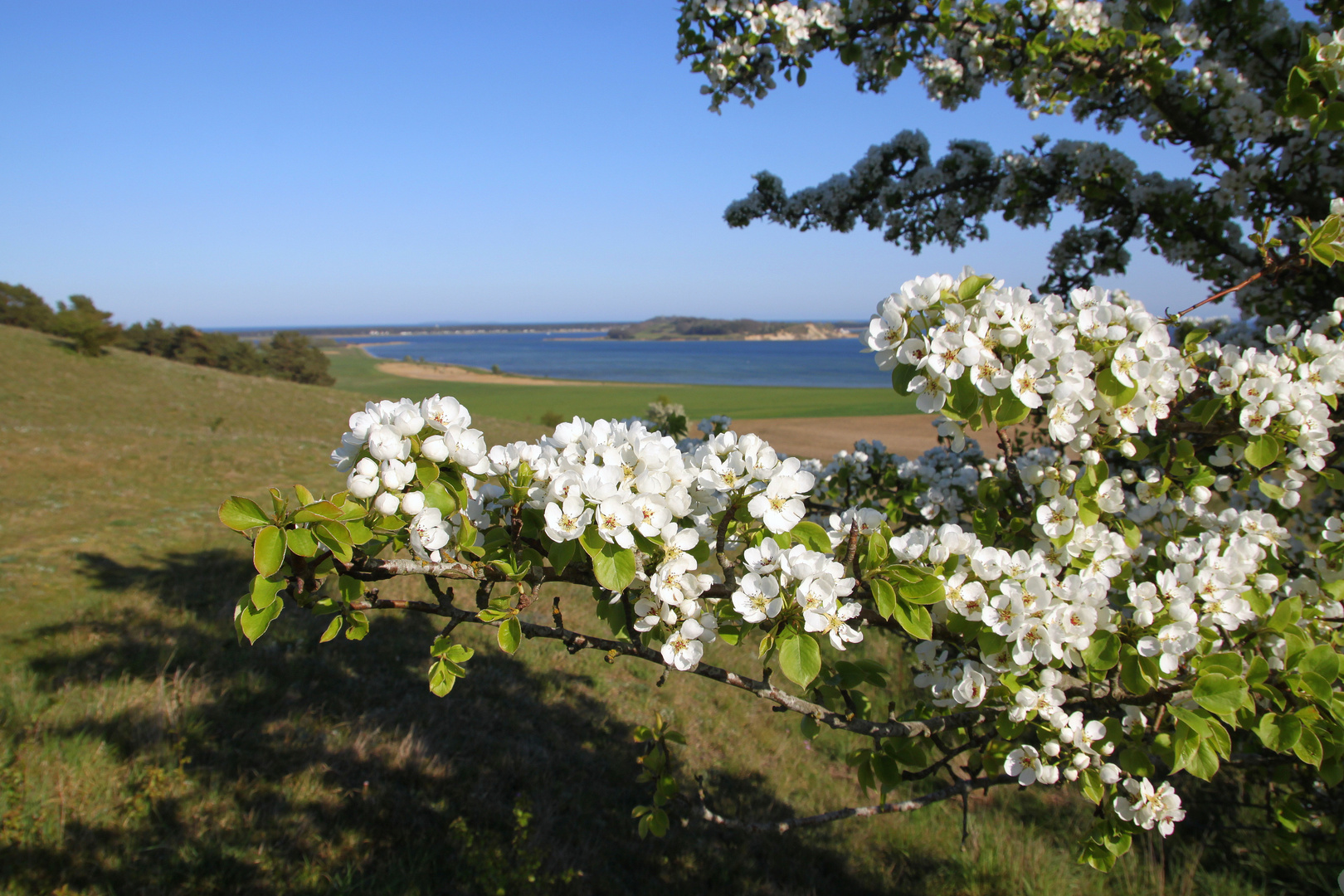 Frühling auf Rügen