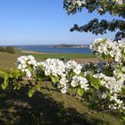 Frühling auf Rügen