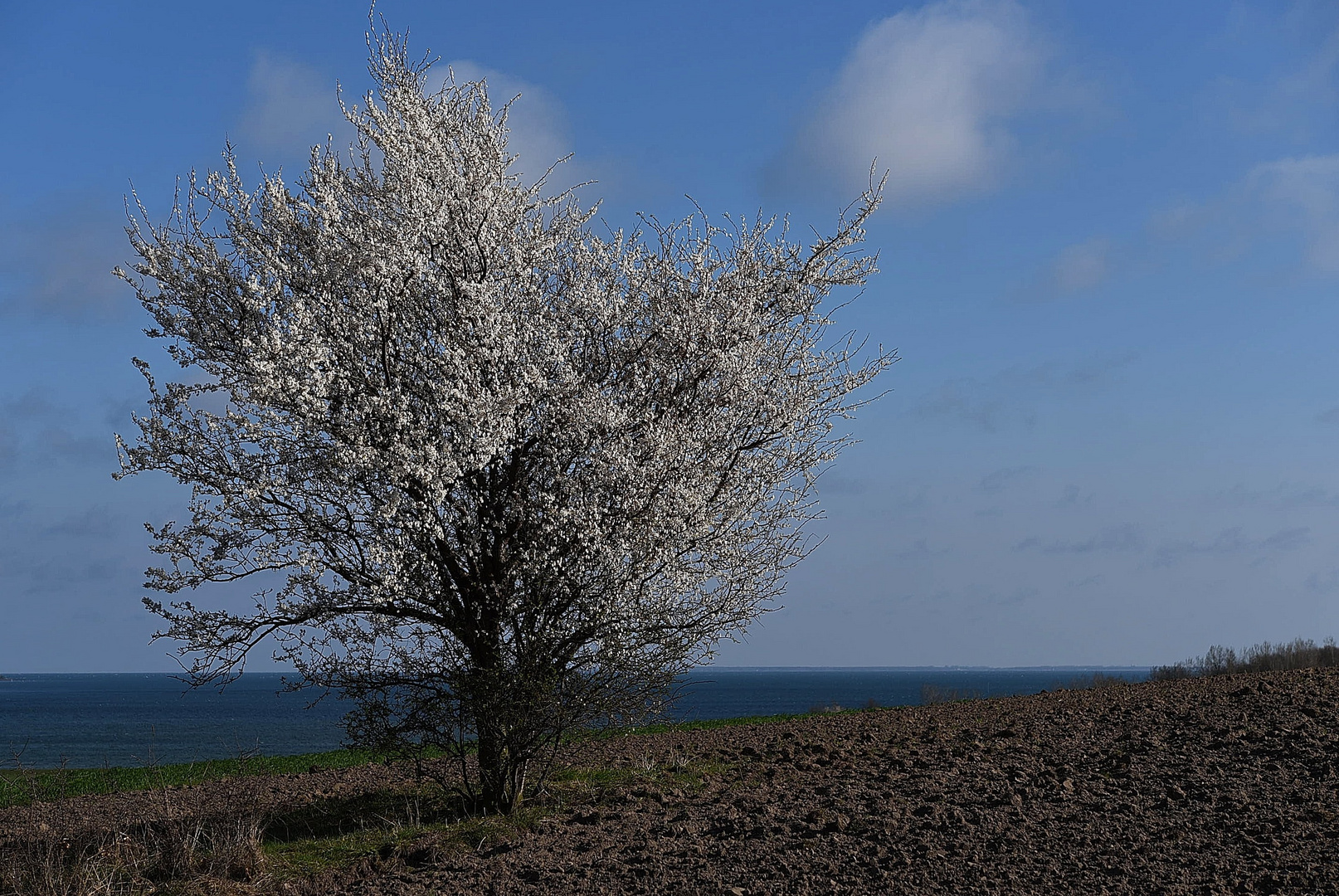 Frühling auf Rügen