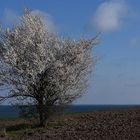 Frühling auf Rügen