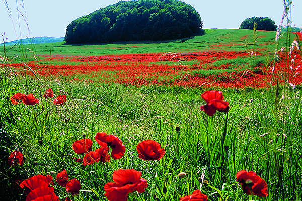 Frühling auf Rügen