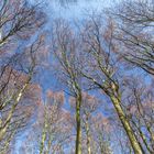 Frühling auf Rügen