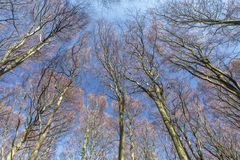 Frühling auf Rügen