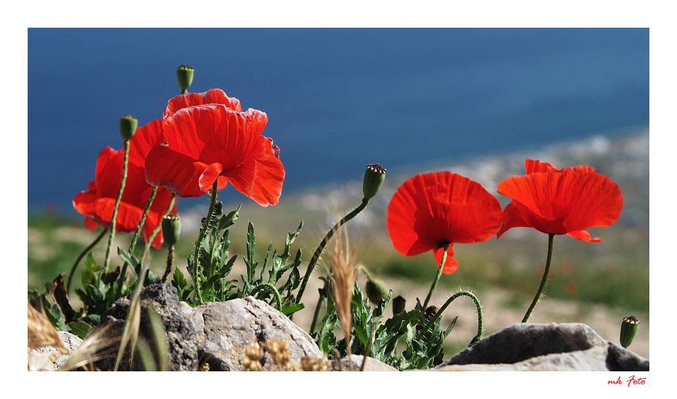 Frühling auf Santorin