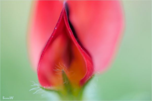 Frühling auf Sardinien [4]