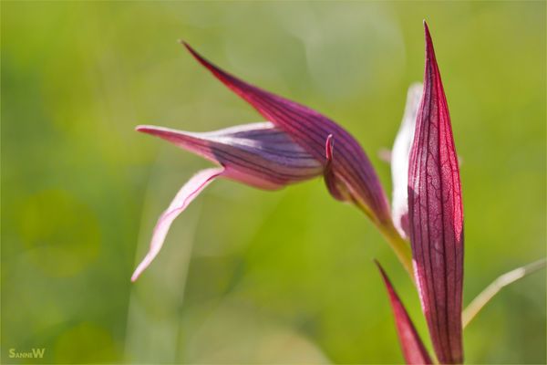 Frühling auf Sardinien [5]