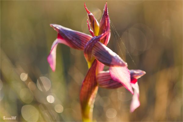 Frühling auf Sardinien [8]