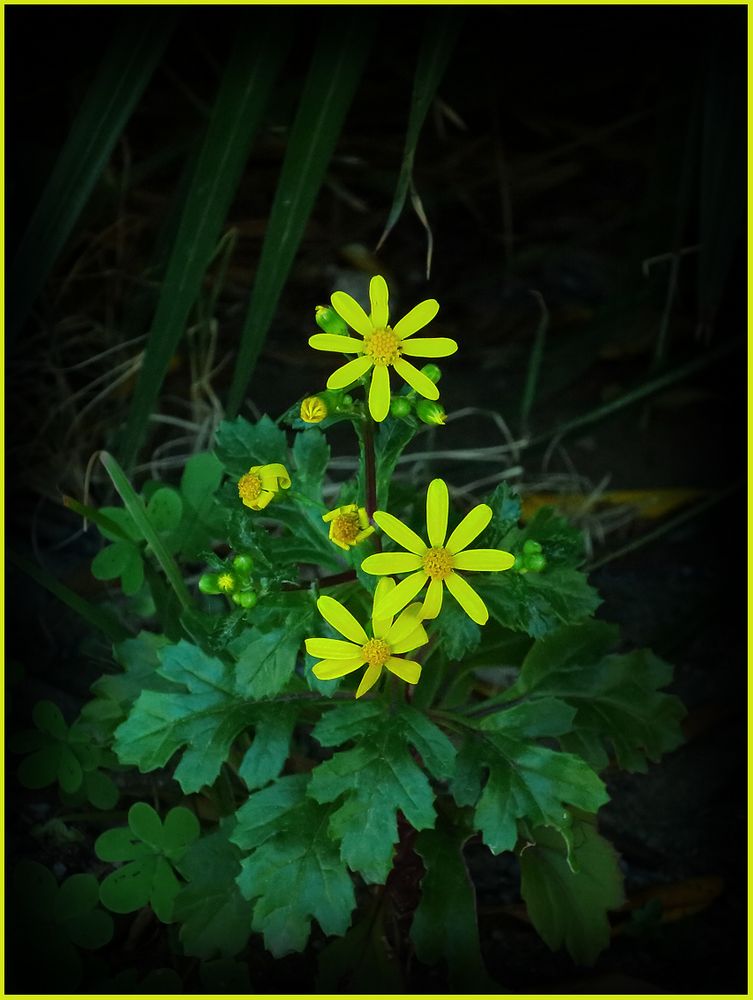 Frühling auf Sardinien / Primavera in Sardegna  (1)