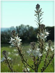 Frühling auf Sardinien  /  Primavera in Sardegna  (2)