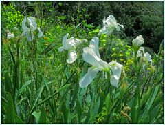 Frühling auf Sardinien  /  Primavera in Sardegna  (4)