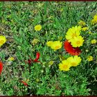 Frühling auf Sardinien  /  Primavera in Sardegna  (6)