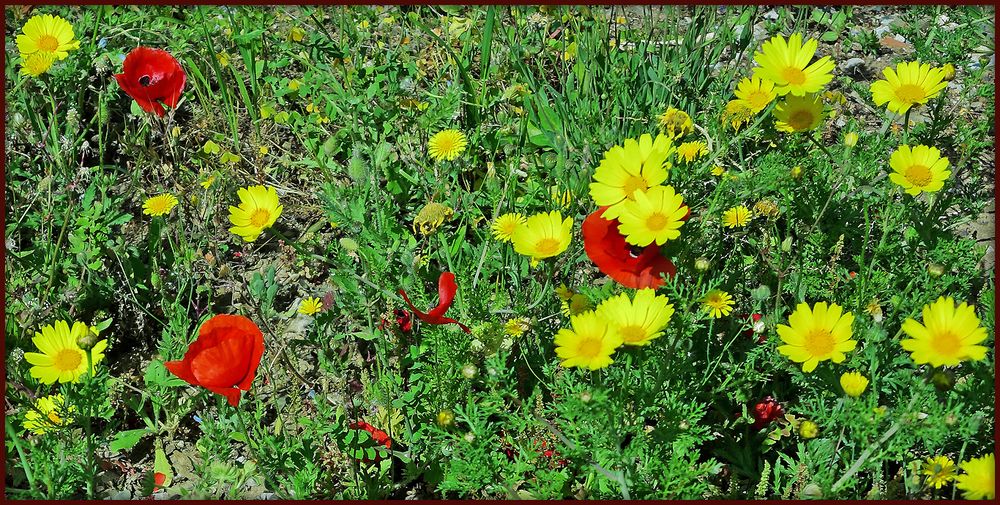 Frühling auf Sardinien  /  Primavera in Sardegna  (6)