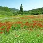 Frühling auf Sardinien  /  Primavera in Sardegna  (9)