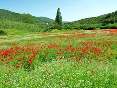 Frühling auf Sardinien  /  Primavera in Sardegna  (9)