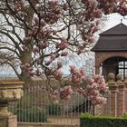 Frühling auf Schloss Vollrads im Rheingau