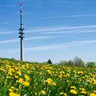 Frühling auf Sendung