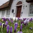 Frühling auf Sylt