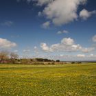 Frühling auf Sylt