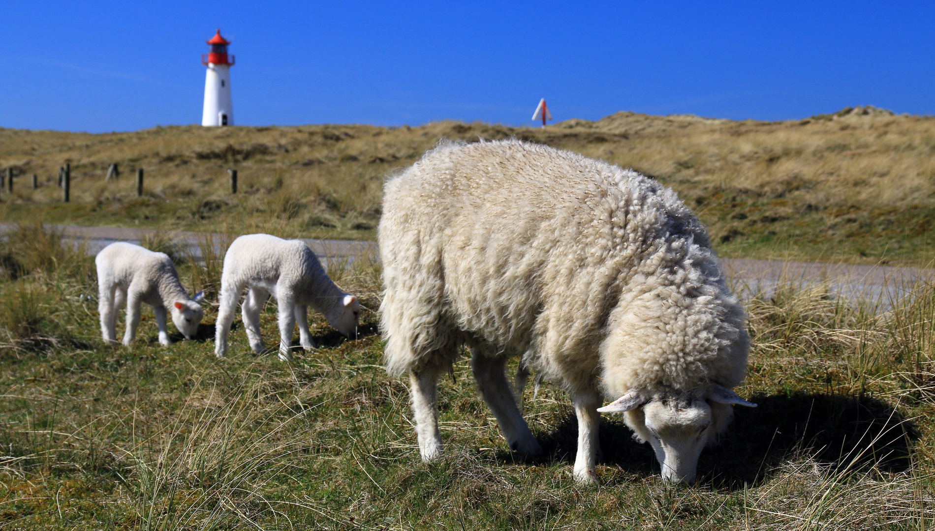 Frühling auf Sylt