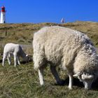 Frühling auf Sylt