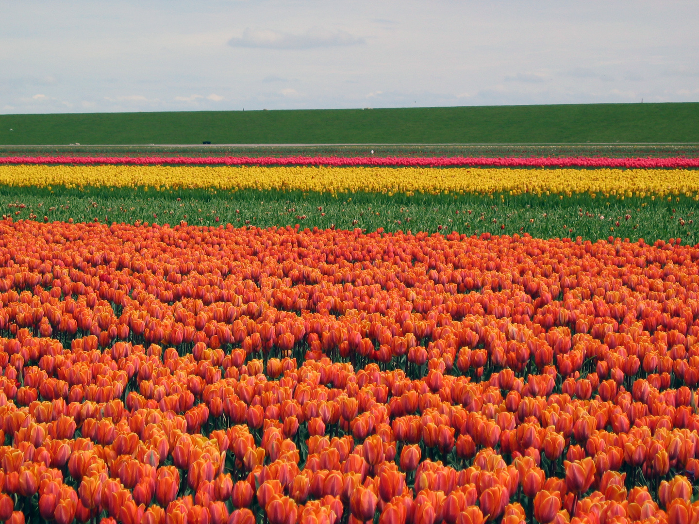 Frühling auf Texel 4