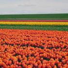 Frühling auf Texel 4