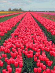 Frühling auf Texel 5